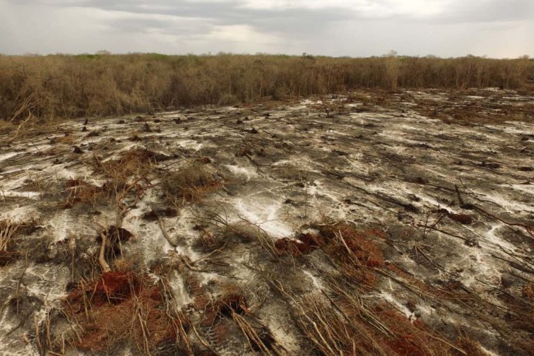 Bajó la deforestación en este sexenio: Meneses
<br>México perdió en 20 años vegetación equivalente a la superficie de Yucatán