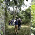Imagen El Agrobosque Universitario Kaná se consolida como  aula verde y espacio de incidencia del CITRO