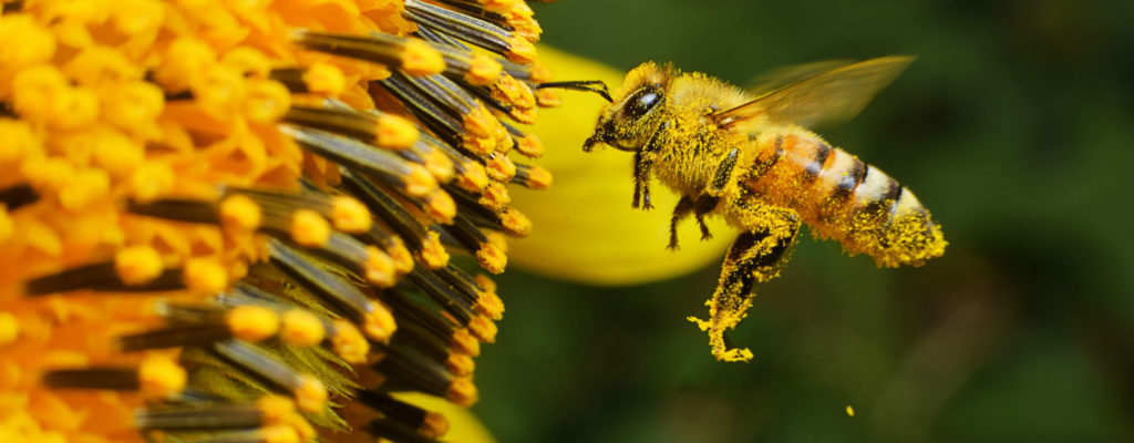 Dia mundial de Las abejas. – Coordinación Regional para la Sustentabilidad