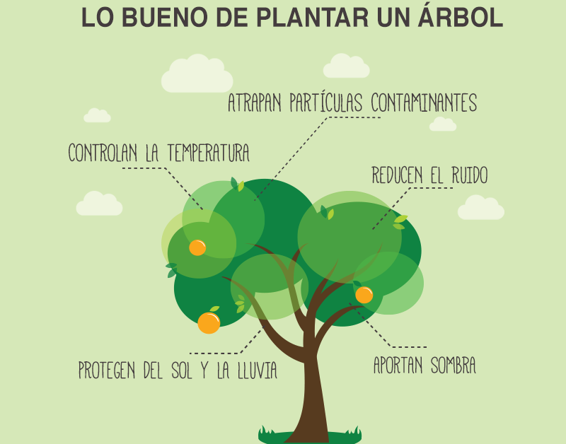 Domingo 28: Día mundial del Árbol – Coordinación Regional para la  Sustentabilidad