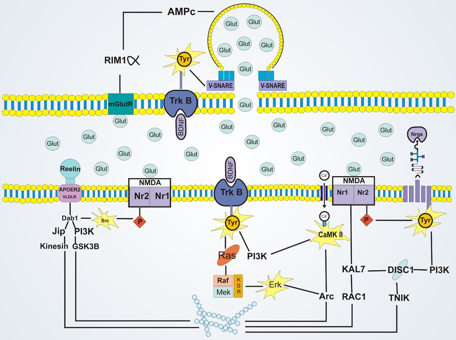 glutamatergic synapses