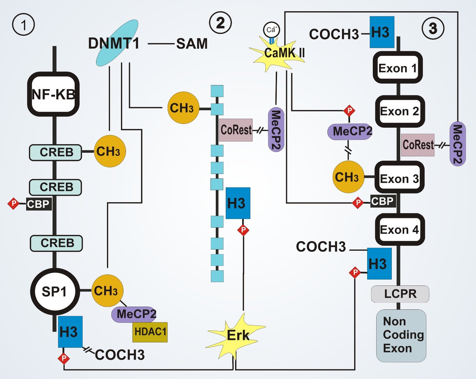 Epigenetic regulation