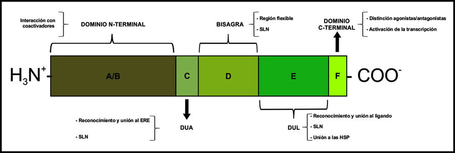 Estructura terciaria 