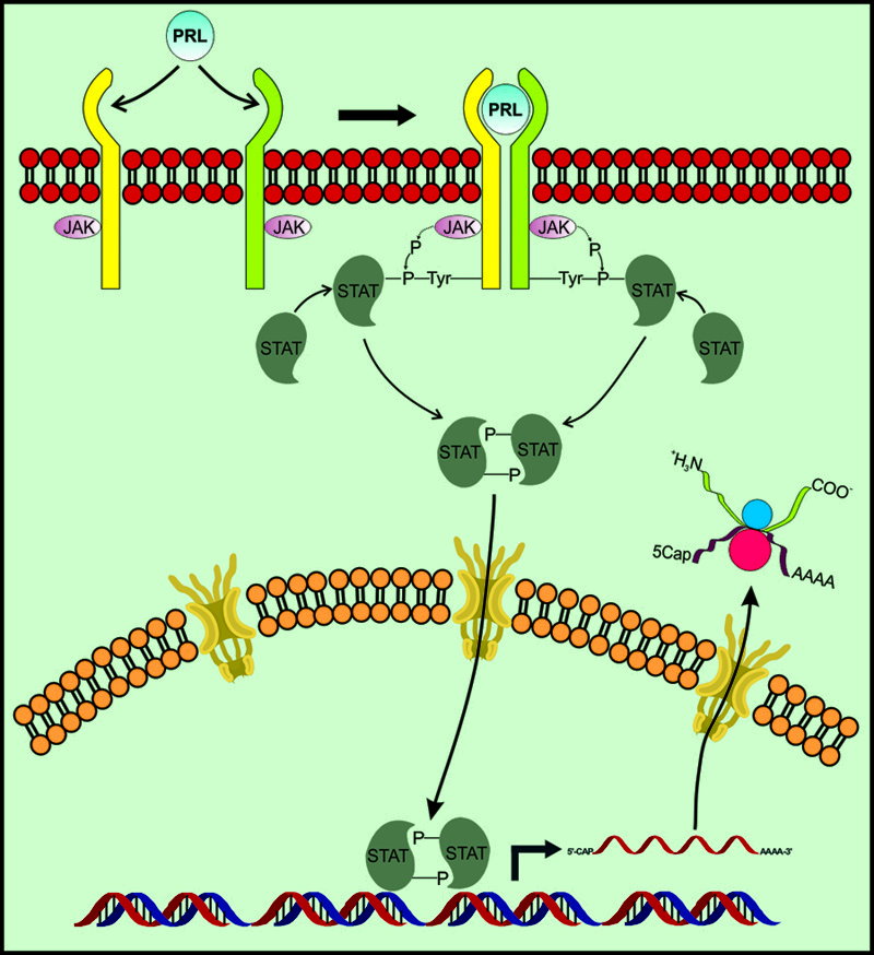 señalización Jak/Stat