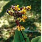 Imagen Nelsonianthus tapianus (Asteraceae)