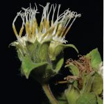 Imagen Lagascea helianthifolia Kunth