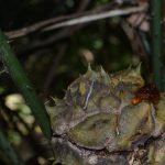 Imagen Se descubre una nueva especie de cícada del género Ceratozamia
