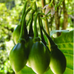 Imagen Solanum betaceum Cav.