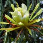 Imagen Cactaceae