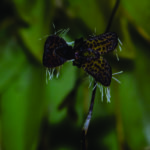 Imagen Stelis ornata (Rchb.f.) Pridgeon & M.W.Chase