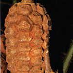 Imagen Zamia soconuscencis (Zamiaceae)