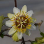 Imagen Passifloraceae