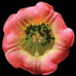Imagen Brugmansia sanguinea