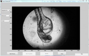 larva_microscopio