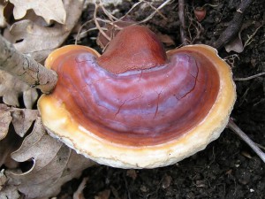 Ganoderma_lucidum_01