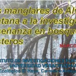 Imagen Manglares de Alvarado