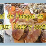Imagen Biodiversidad de Hongos