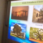 Imagen Necesario, implementar estrategias de preservación arbórea