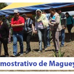 Imagen Se realizó el 1er. día demostrativo de Maguey Pulquero