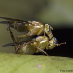 Imagen El estrés hídrico causa un compromiso entre la supervivencia y la reproducción en la mosca mexicana de la fruta