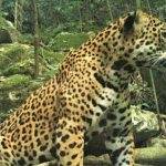Imagen Aún pervive el jaguar en la región de La Chinantla baja: investigadores