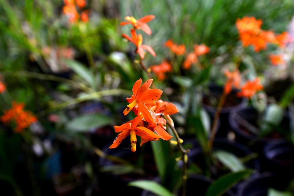 Orquídeas cuyo nombre común es “Manuelitos” y el científico Prosthechea vitellina del Vivero 2 del Orquidario UV.