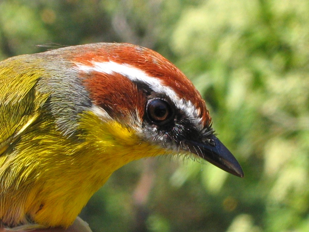 Basileuterus rufifrons 4