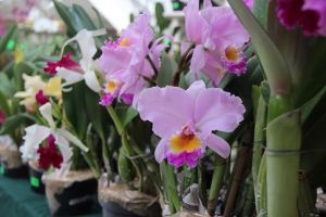 Diversas especies de orquídeas son expuestas en la USBI Xalapa.
