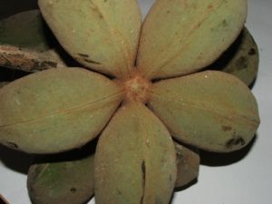 En México, la planta Sterculia apetala  prolifera en los estados de Tabasco, Chiapas y Veracruz. 