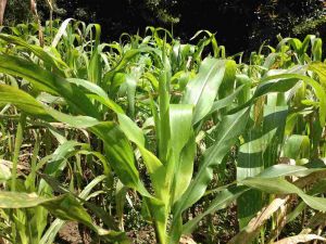 Maiz criollo 3