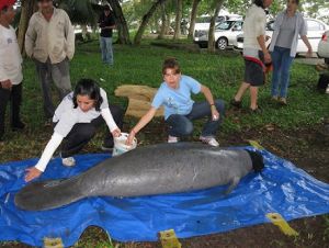 Habitantes locales en capacitación para la rehabilitación y manejo de manatí.