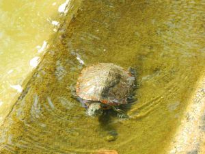 Hasta ahora se han observado cinco especies de quelonios