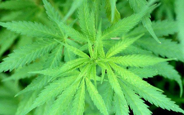 10 enfermedades para las que la marihuana medicinal podría ser