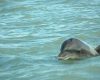 Avistamiento de delfines y otras especies marinas han sido frecuentes en costas veracruzanas