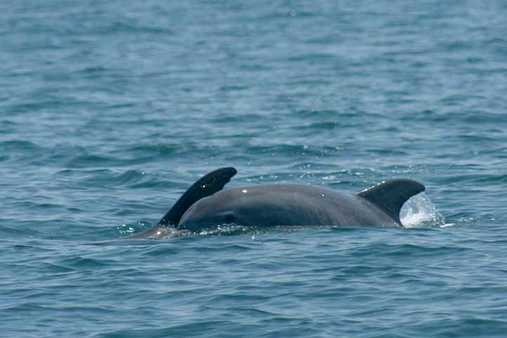A lo largo de los años se han reportado interacciones entre los delfines y las actividades pesqueras del lugar 