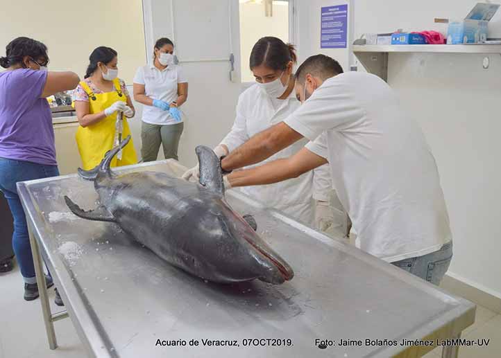 En el Laboratorio de Mamíferos Marinos se dedicó al estudio de los delfines 