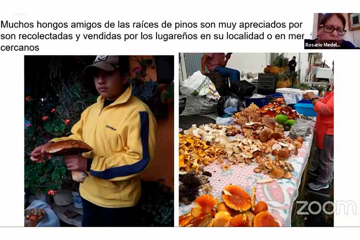 Habitantes de localidades del Cofre de Perote comercializan hongos que extraen de las raíces de los pinos 
