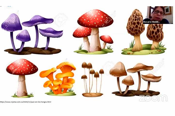 Los hongos presentan una gran variedad de formas y colores 