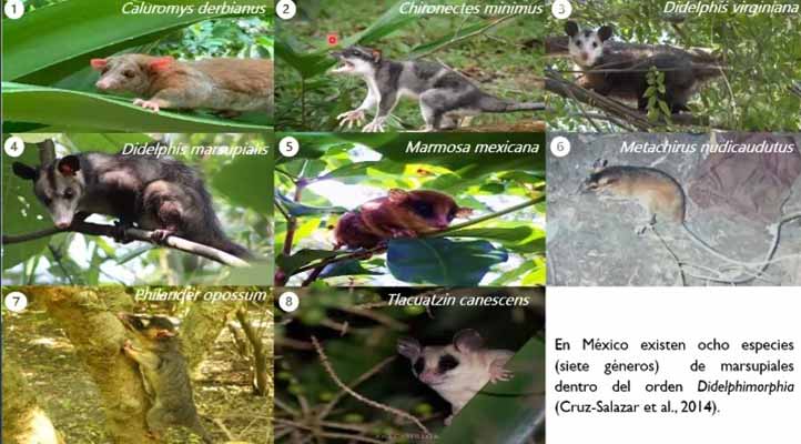 El objetivo de la investigación fue analizar los patrones de actividad de tres especies de marsupiales mexicanos 