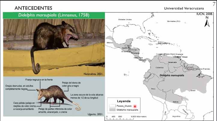 En México, los tlacuaches han sido poco estudiados a pesar de su importancia en el ámbito biológico