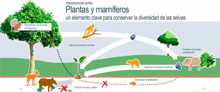 El egresado de la FCBA-UV, región Poza Rica-Tuxpan, resaltó que los mamíferos aportan importantes servicios ecosistémicos 