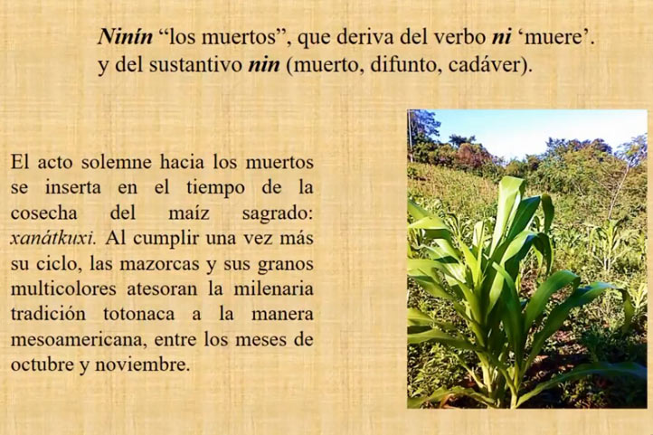 Celebración totonaca de Día de Muertos se vincula con la cosecha del maíz –  Universo – Sistema de noticias de la UV