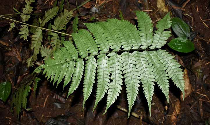 Las pteridofitas desciende directamente de las primeras plantas vasculares (en la imagen Diplazium lonchophyllum) 