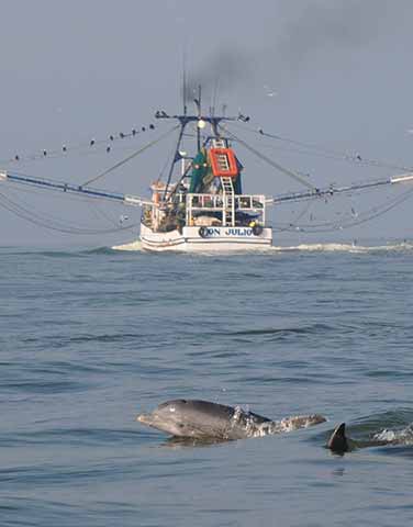 El estudio busca comprender la estructura de la población de delfines que habitan en las aguas costeras de Alvarado 