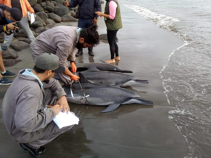 El delfín, junto con otros dos ejemplares, varó en una playa de Boca del Río en diciembre del año pasado y fue cedido a la Facultad por la Profepa