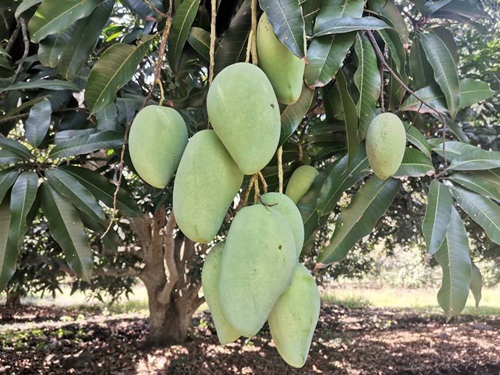 Los trips causan daños en tejidos tiernos de plantas y frutos recién formados