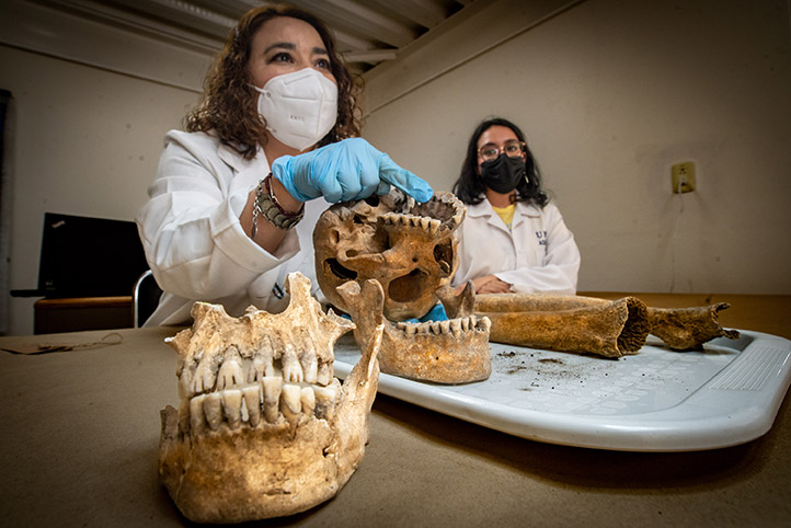 La investigadora muestra el cráneo que presenta en sus muelas un marcado uso, a tal grado que se aprecian cóncavas