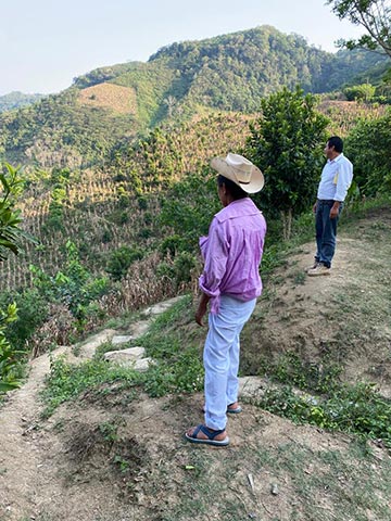 Las variedades de maíz para la venta de elote y hoja para tamal han desplazado en una proporción de 90-10 a los cultivos de maíz nativo en el Totonacapan