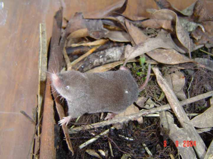 La especie Cryptotis nelsoni no había sido encontrada en los últimos 100 años en la sierra de Los Tuxtlas