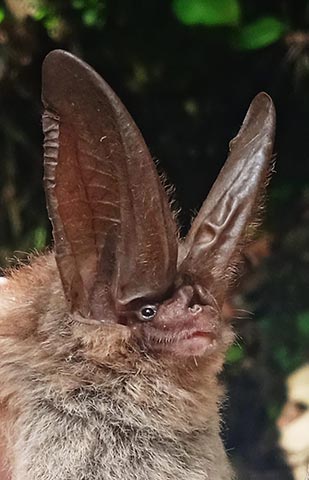El murciélago orejudo de Townsend, Corynorhinus townsendii, nuevo registro para Chiapas